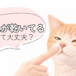 猫の鼻が乾いている様子を確認しているイラスト