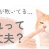 猫の鼻が乾いている様子を確認しているイラスト