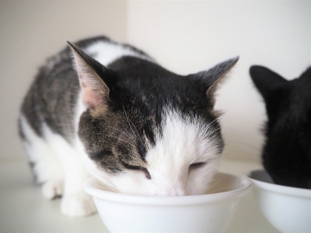 ウエットフードを食べる猫のイメージ