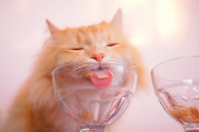 ウェットタイプのフードを食べる猫