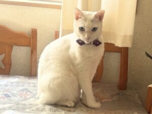 らむね家のロイ