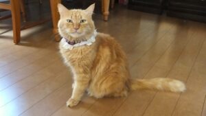 らむね家の先代猫ウィリアム