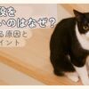 階段の途中でこちらを見つめる猫 猫が階段を登れない原因と見直しポイントのイメージ