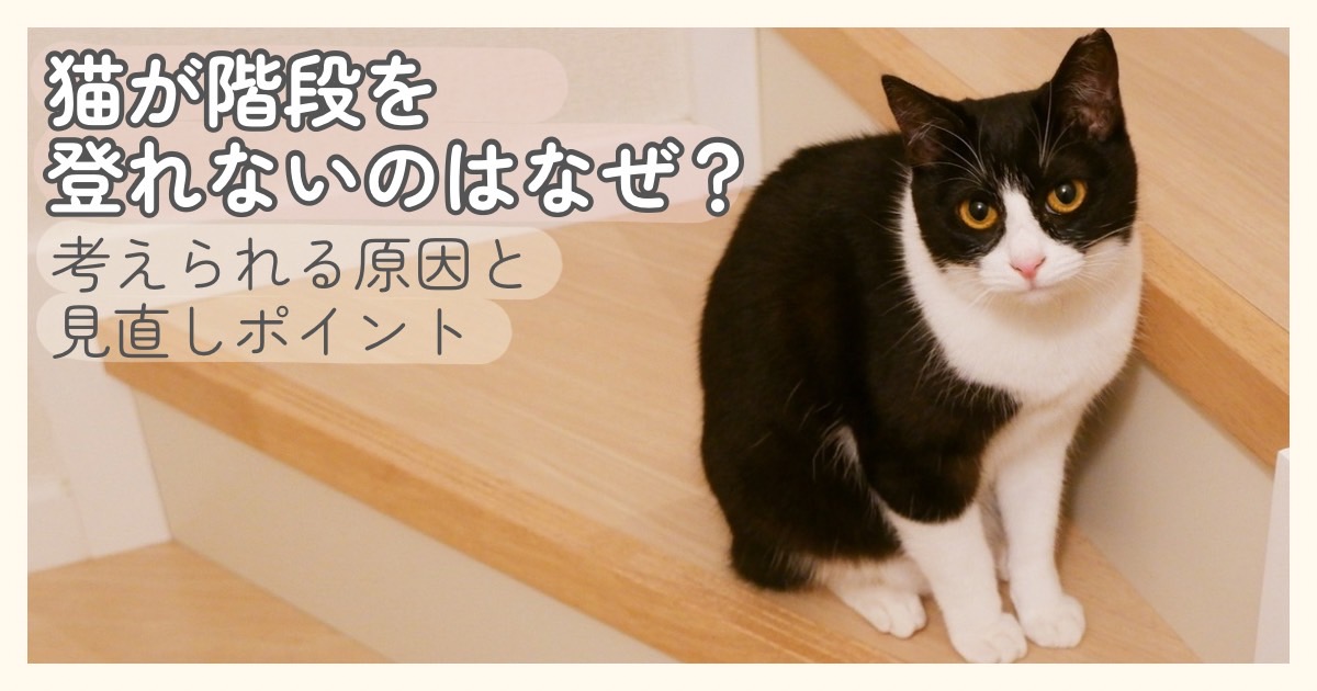 階段の途中でこちらを見つめる猫 猫が階段を登れない原因と見直しポイントのイメージ