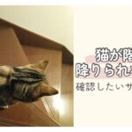 猫が階段の途中で降りるのを躊躇している様子 猫が階段を降りられない理由や確認したいサインのイメージ
