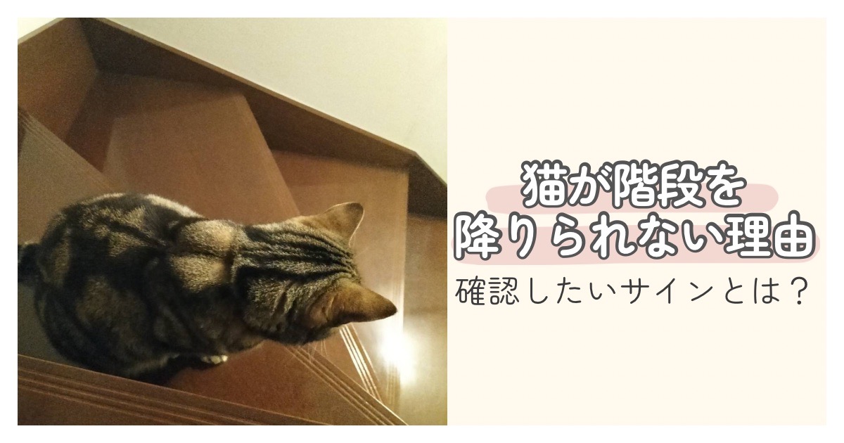 猫が階段の途中で降りるのを躊躇している様子 猫が階段を降りられない理由や確認したいサインのイメージ