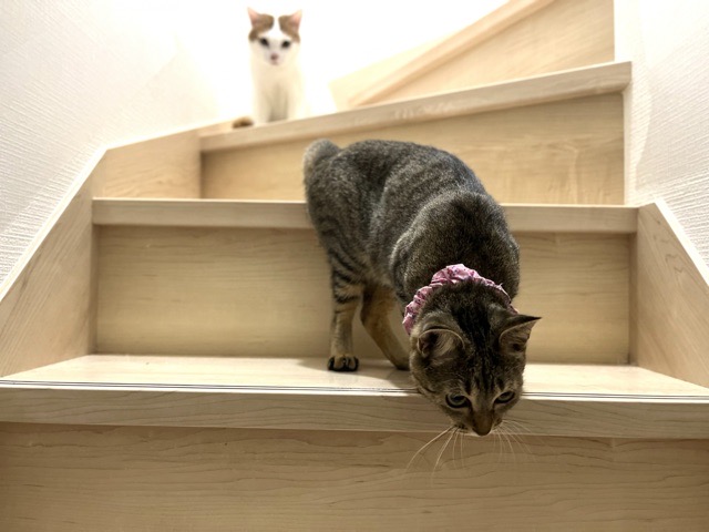 階段を降りられない様子の猫