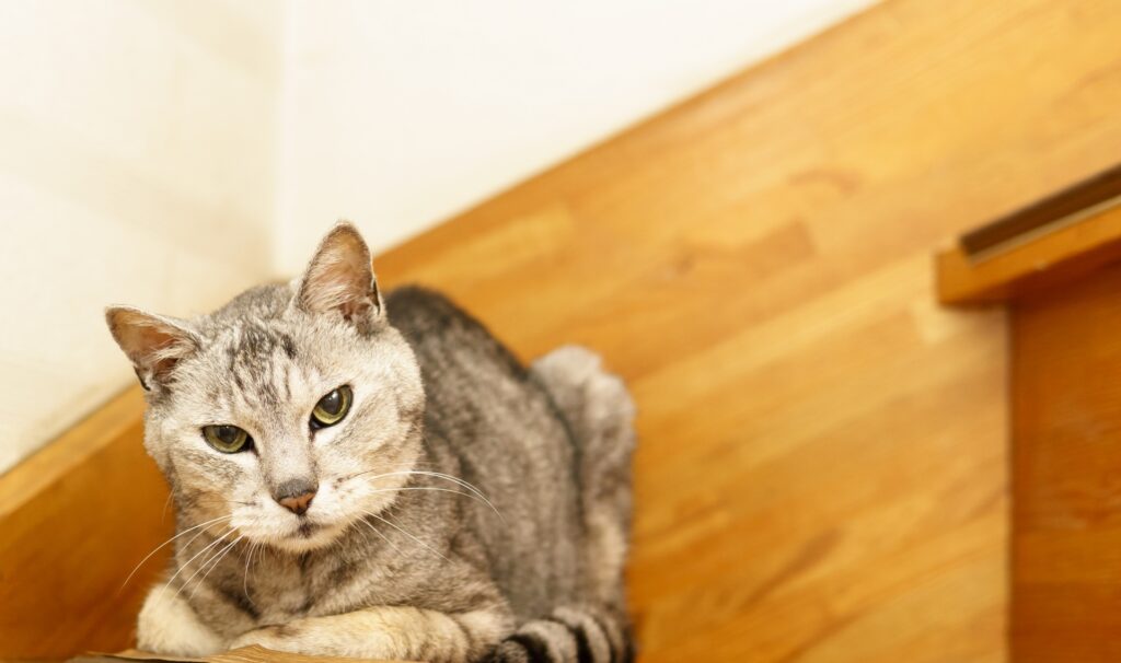 階段下にたたずむシニア猫