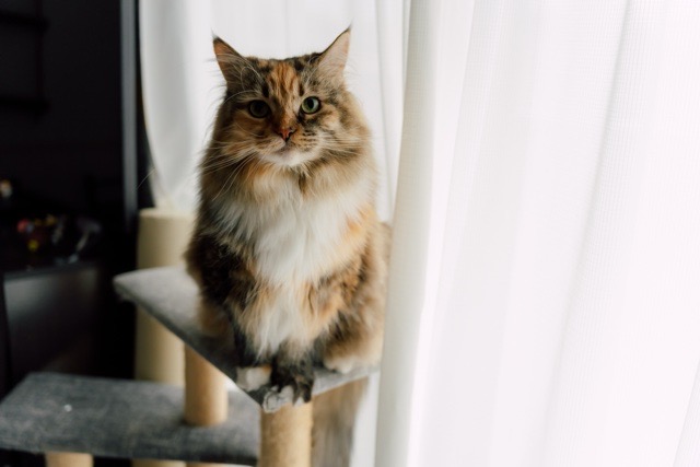高さを抑えたキャットタワーの上部で機嫌良さそうにこちらを見ている猫
