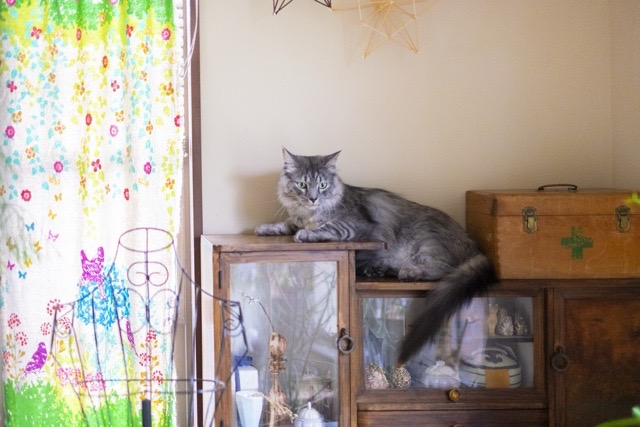 低めの棚の上でくつろぐ猫