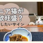 テーブルの上のごはんを食べたそうに覗いているシニア猫 食欲旺盛な時に確認したいサインの記事のアイキャッチ画像