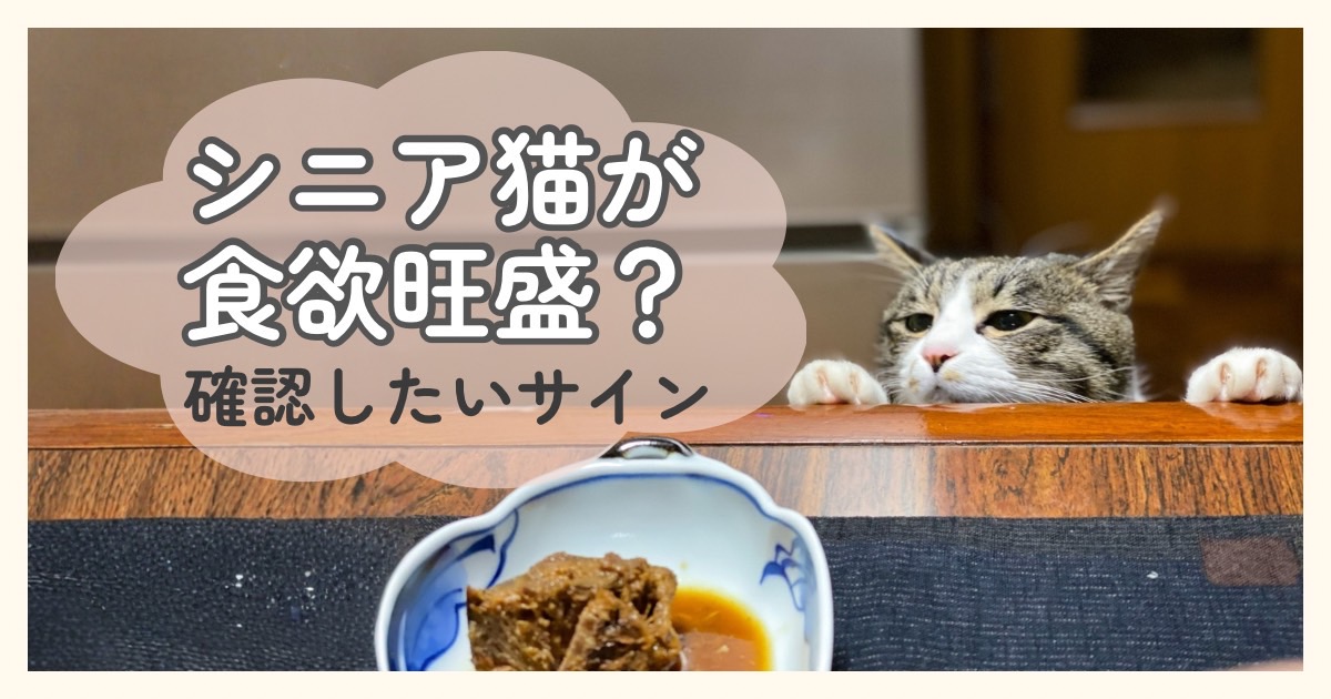 テーブルの上のごはんを食べたそうに覗いているシニア猫 食欲旺盛な時に確認したいサインの記事のアイキャッチ画像