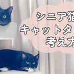 低めのキャットタワーでくつろぐ猫たち シニア猫とキャットタワーの考え方をイメージするアイキャッチ画像