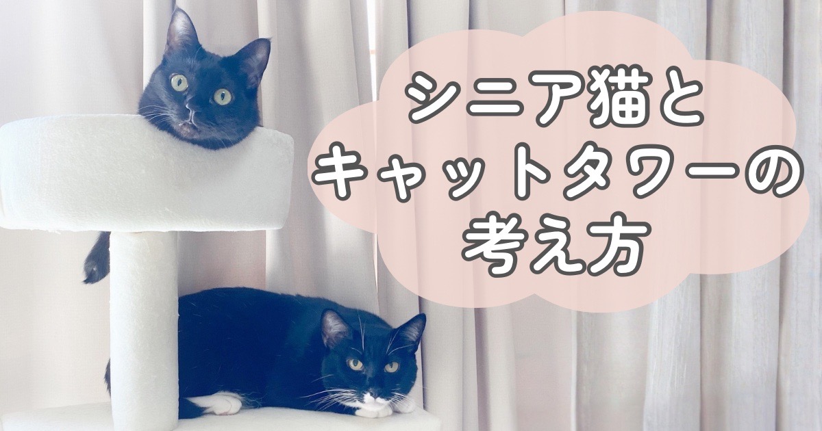 低めのキャットタワーでくつろぐ猫たち シニア猫とキャットタワーの考え方をイメージするアイキャッチ画像