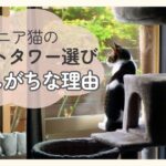 窓辺のキャットタワーに座る猫と、シニア猫のキャットタワー選びに関する記事タイトル入りアイキャッチ画像