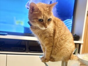 らむね家のメイ