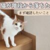 猫が階段から落ちたときにまず確認したいことのイメージ