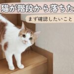 猫が階段から落ちたときにまず確認したいことのイメージ