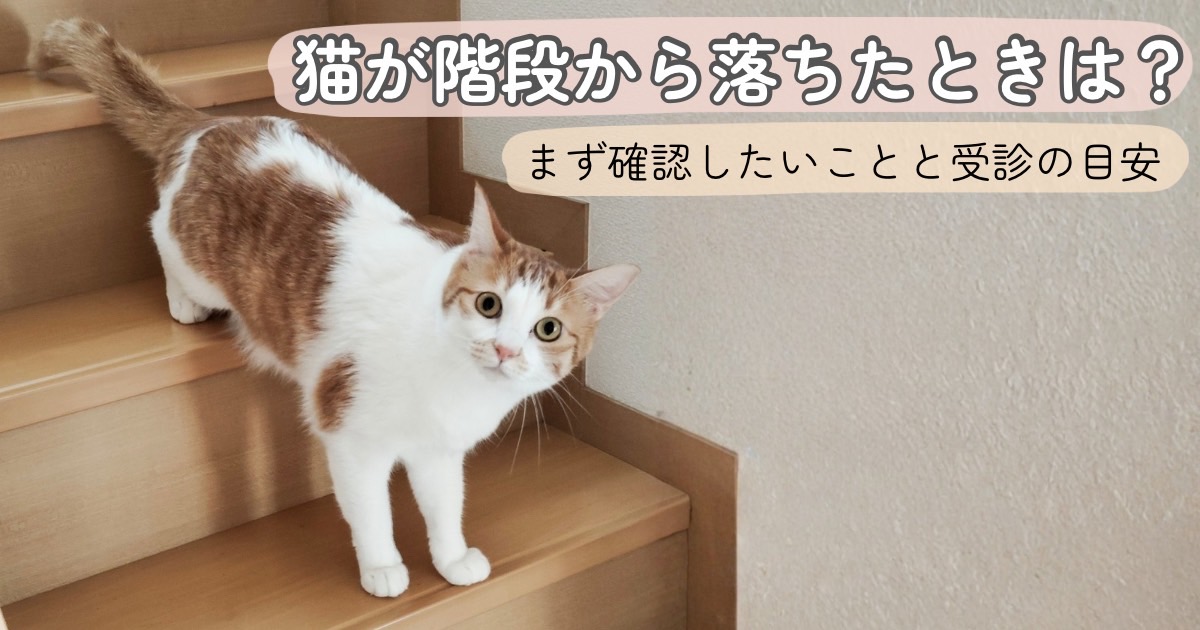 猫が階段から落ちたときにまず確認したいことのイメージ