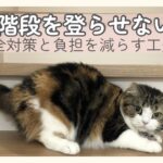 猫に階段を登らせない方法｜安全対策と負担を減らす工夫のイメージ