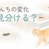 猫のうんちの変化や見分け方をやさしく整理した水彩風イラスト