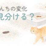猫のうんちの変化や見分け方をやさしく整理した水彩風イラスト