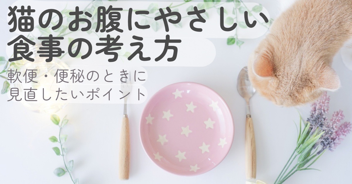 猫のお腹にやさしい食事の考え方｜軟便・便秘のときに見直したいポイントのイメージ