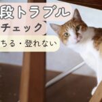 危ない・落ちる・登れないなどの猫の階段トラブルをまとめたイメージ