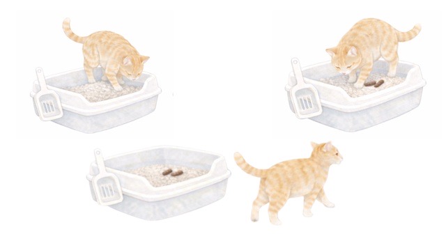 猫がうんちを隠す行動が、年齢により変化することがあることを表した比較イラスト