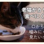 老猫がカリカリを食べにくそうにしている様子のアイキャッチ画像