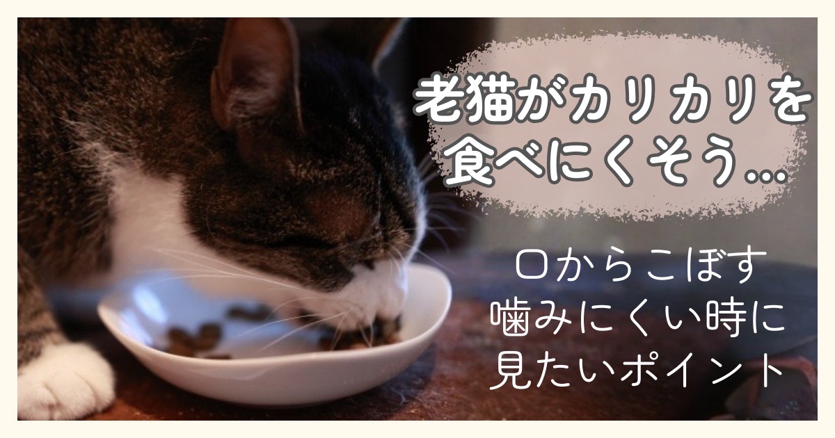 老猫がカリカリを食べにくそうにしている様子のアイキャッチ画像