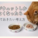 並んだドライとウェットのお皿に近づき、ウェットのにおいを嗅いでいるシニア猫 高齢猫がウェットフードしか食べない時に知っておきたい考え方の記事のアイキャッチ画像