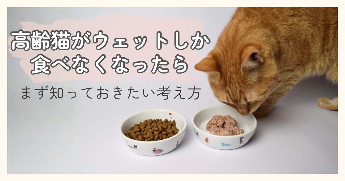 並んだドライとウェットのお皿に近づき、ウェットのにおいを嗅いでいるシニア猫 高齢猫がウェットフードしか食べない時に知っておきたい考え方の記事のアイキャッチ画像