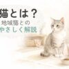 保護猫が安心できる室内で過ごすやさしい水彩イラスト