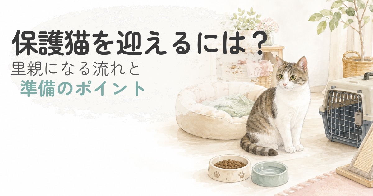 保護猫を迎える準備をやさしく表した水彩イラスト