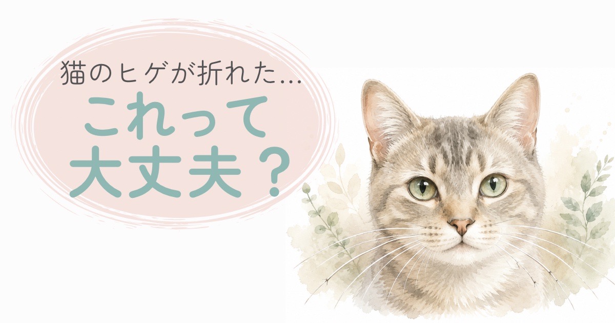 ヒゲの一部が少し折れている猫の顔まわりを描いたやさしい水彩イラスト