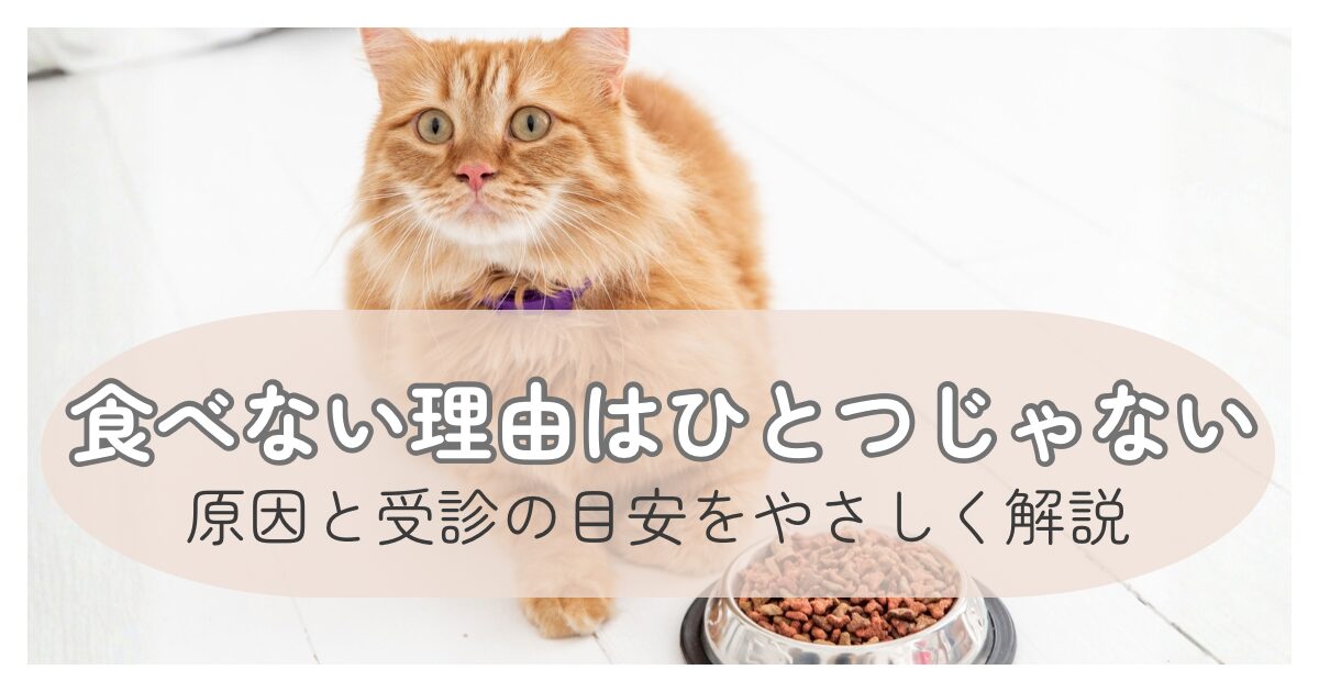 ごはんを前にしたシニア猫と食べない理由のイメージ