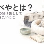 ねこべやとは？シニア猫の預け先として知っておきたいこと
