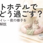 ペットホテルの個室で静かに過ごす猫のイメージ