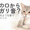 口元を気にするシニア猫を飼い主が見守るイメージ