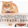 ご飯を前に考え込むシニア猫の様子｜食欲が落ちたときの原因と向き合う