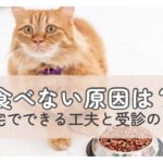 ご飯を前に考え込むシニア猫の様子｜食欲が落ちたときの原因と向き合う