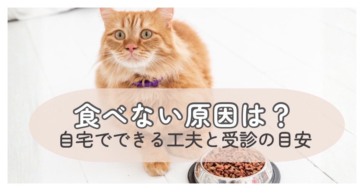 ご飯を前に考え込むシニア猫の様子｜食欲が落ちたときの原因と向き合う