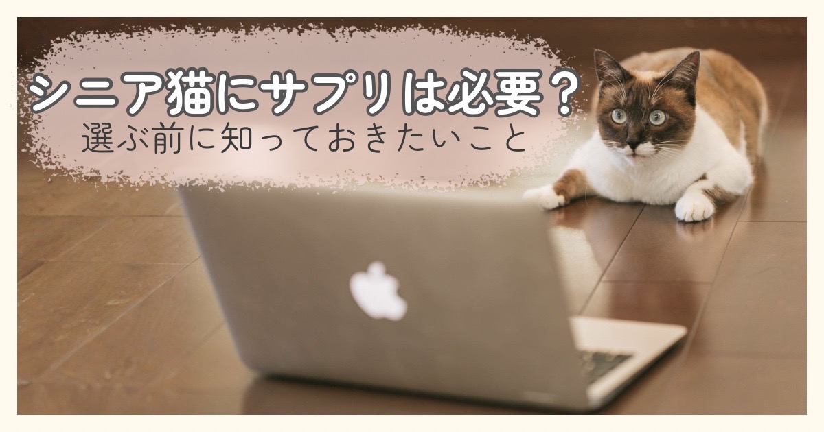 パソコンのそばでくつろぐシニア猫とサプリについて考えるイメージ