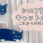 キャットタワーの上下の段でくつろぐ2匹の猫。シニア猫とキャットタワーの付き合い方を紹介するアイキャッチ画像
